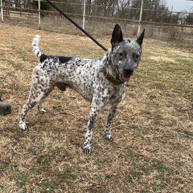 Enlarge Beast, a Adoptable Australian Cattle Dog / Blue Heeler in Anna, TX image 4/7