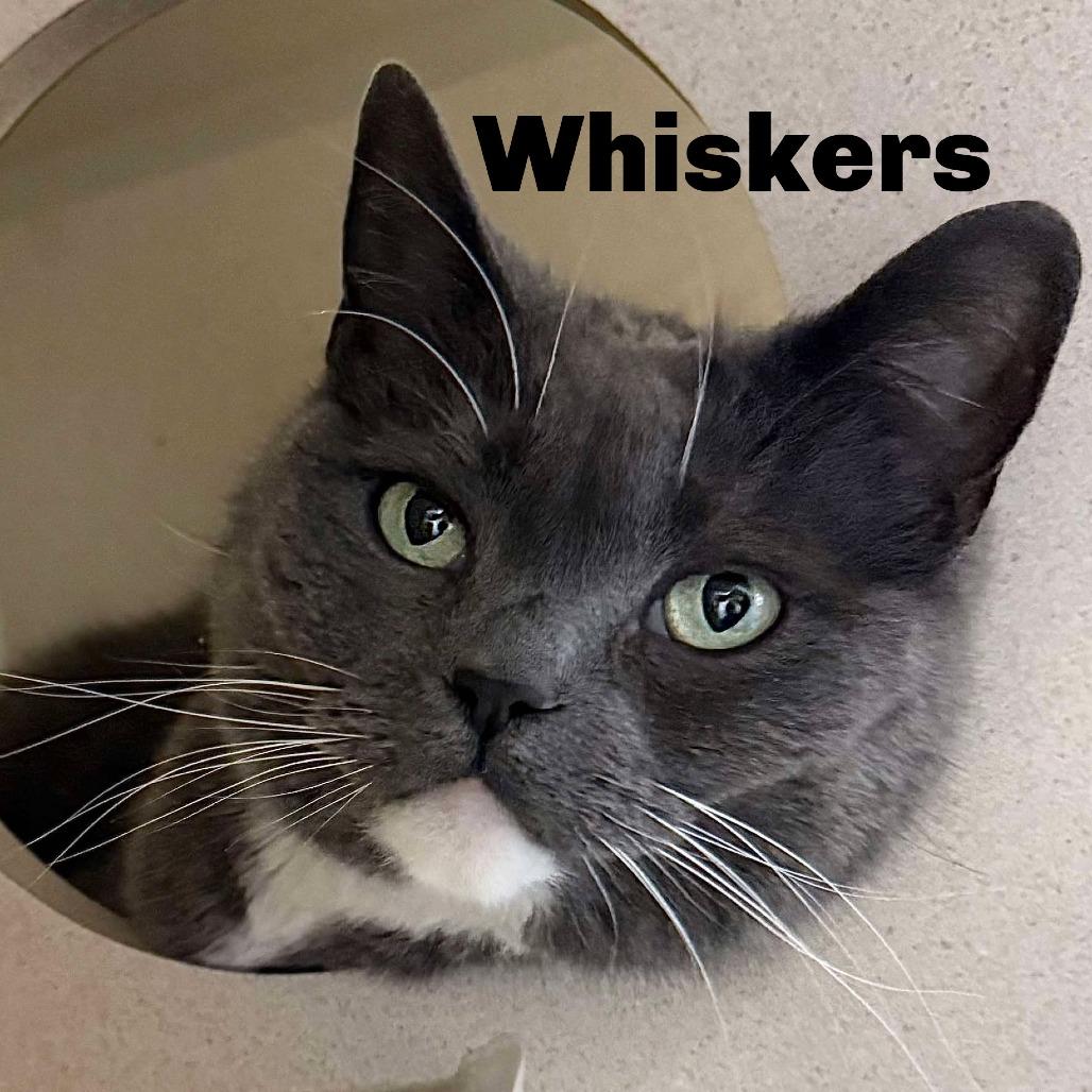 Whiskers 260037, Adoptable, Senior Female Domestic Short Hair.