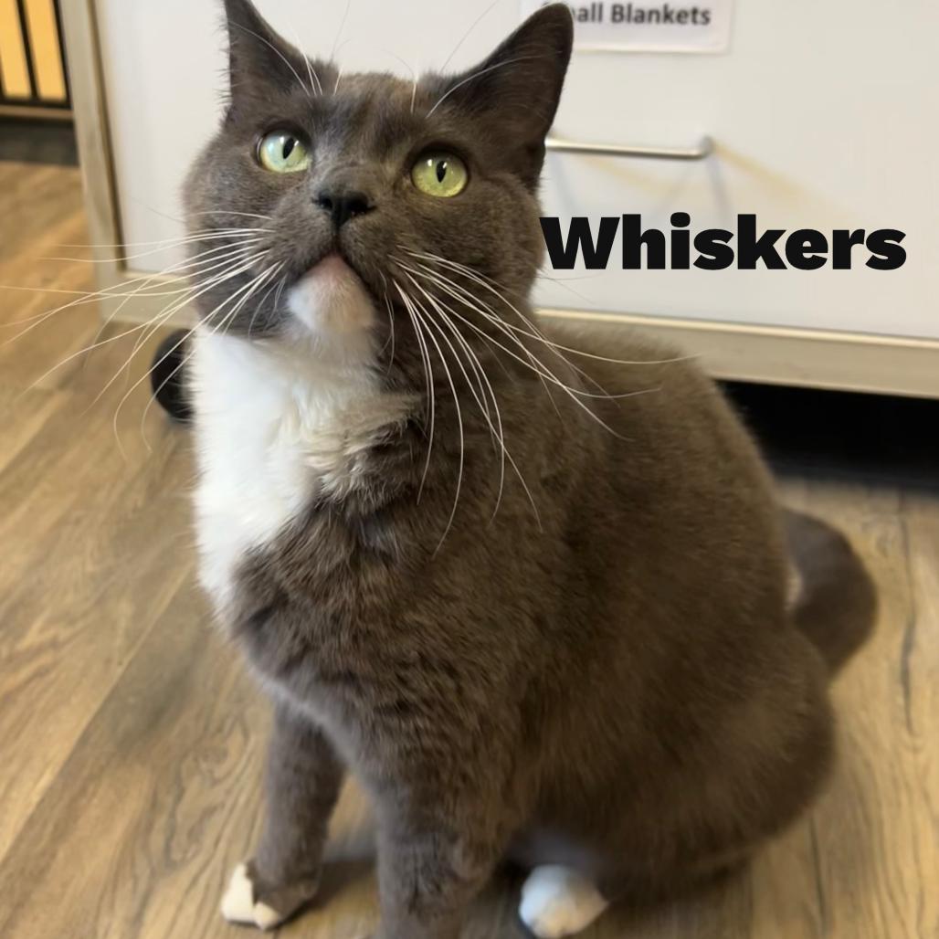 Enlarge Whiskers 260037, a Adoptable Domestic Short Hair in Escanaba, MI image 2/3