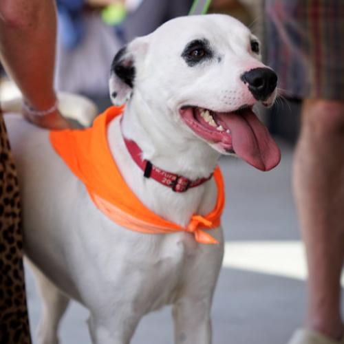 Rhiannon, Adoptable, Puppy Female Boxer & Mixed Breed.