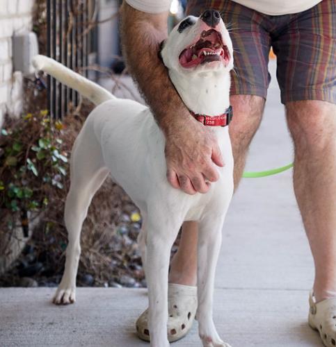 Enlarge Rhiannon, a Adoptable mixed breed in Washington DC, DC image 2/6