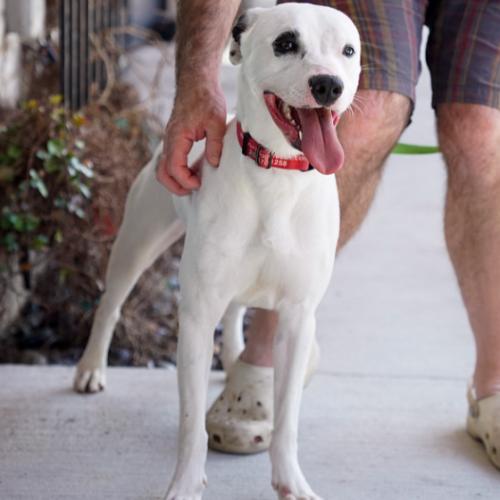 Enlarge Rhiannon, a Adoptable mixed breed in Washington DC, DC image 3/6