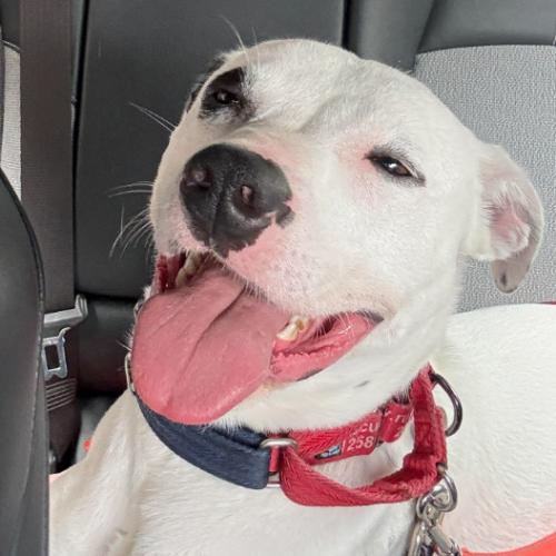 Enlarge Rhiannon, a Adoptable mixed breed in Washington DC, DC image 4/6