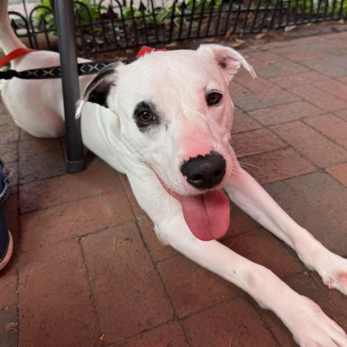 Enlarge Rhiannon, a Adoptable mixed breed in Washington DC, DC image 5/6