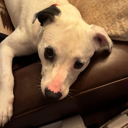 Enlarge Rhiannon, a Adoptable mixed breed in Washington DC, DC image 6/6