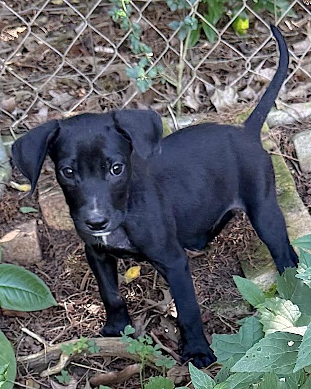 Franky, adopted, Puppy Male Labrador Retriever & Terrier.