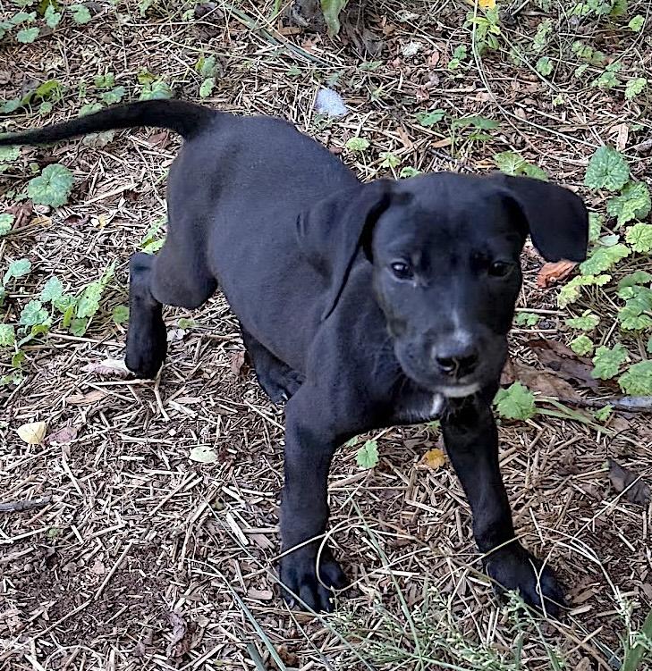 Franky, an adopted mixed breed in Bedford, VA image 3/4