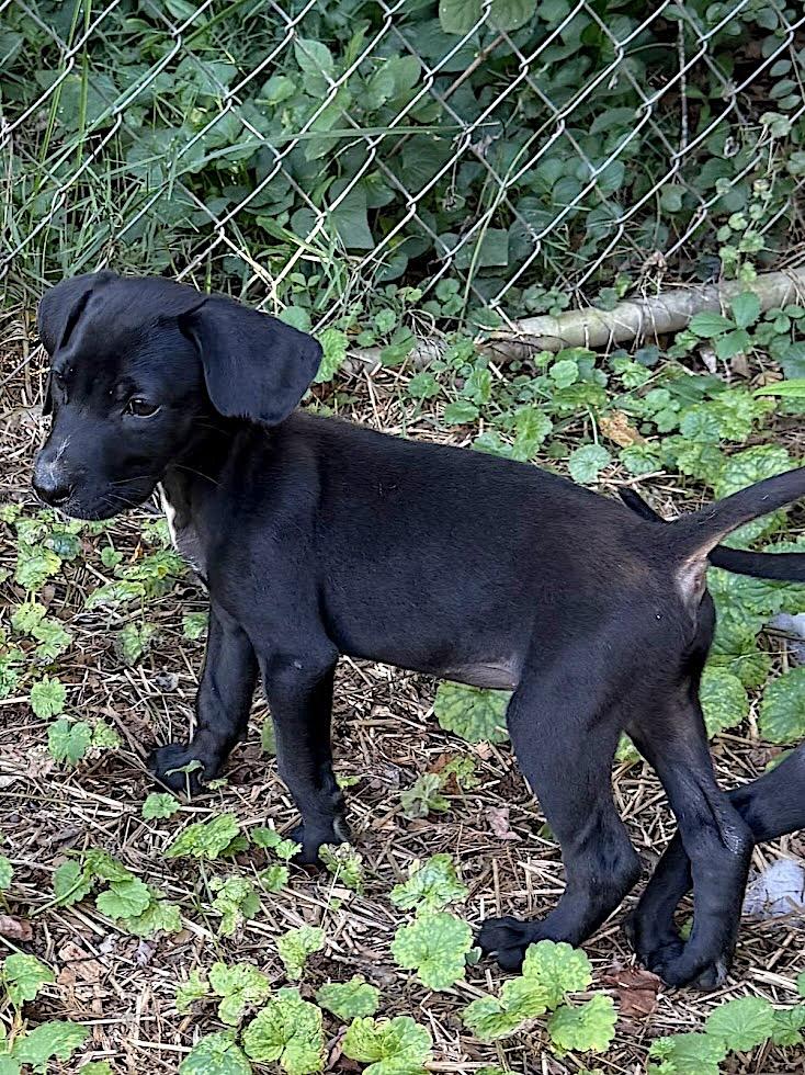 Franky, an adopted mixed breed in Bedford, VA image 4/4