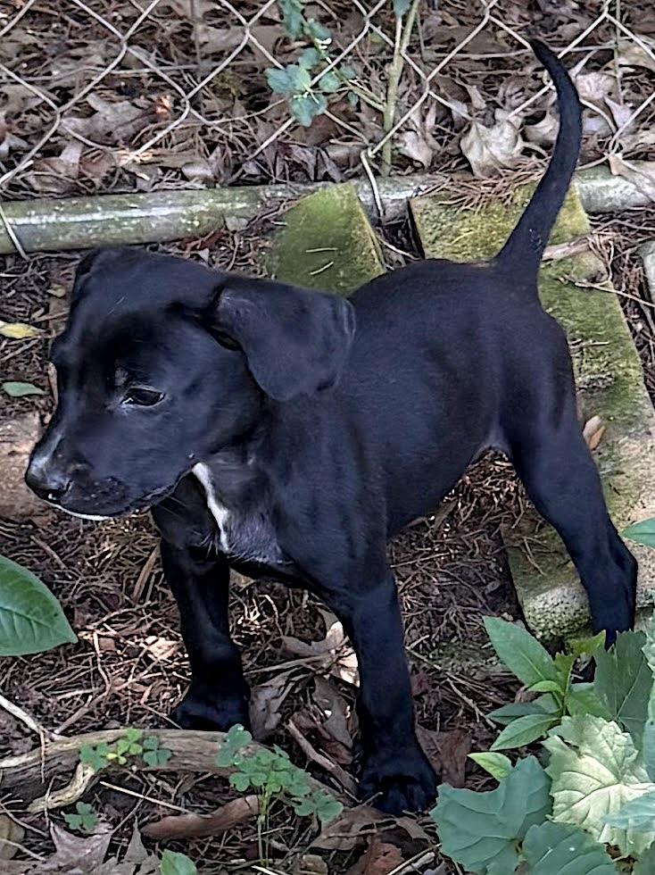 Franky, an adopted mixed breed in Bedford, VA image 2/4
