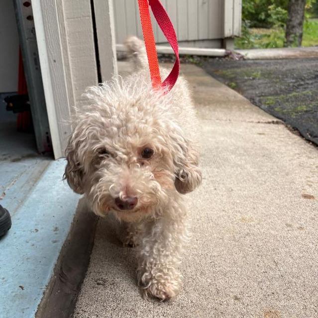 Enlarge Jonah 22792, a Adoptable mixed breed in Minneapolis, MN image 2/6