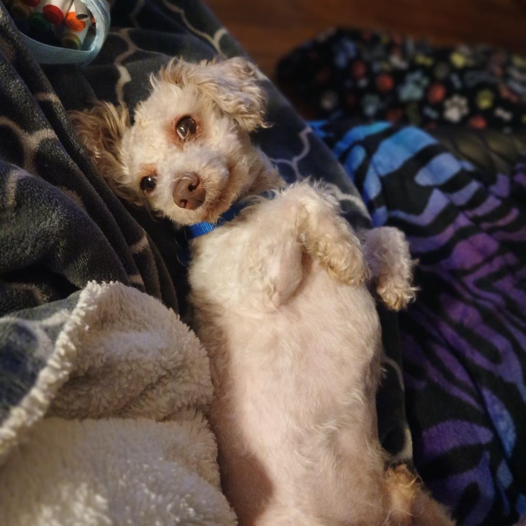 Enlarge Jonah 22792, a Adoptable mixed breed in Minneapolis, MN image 3/6