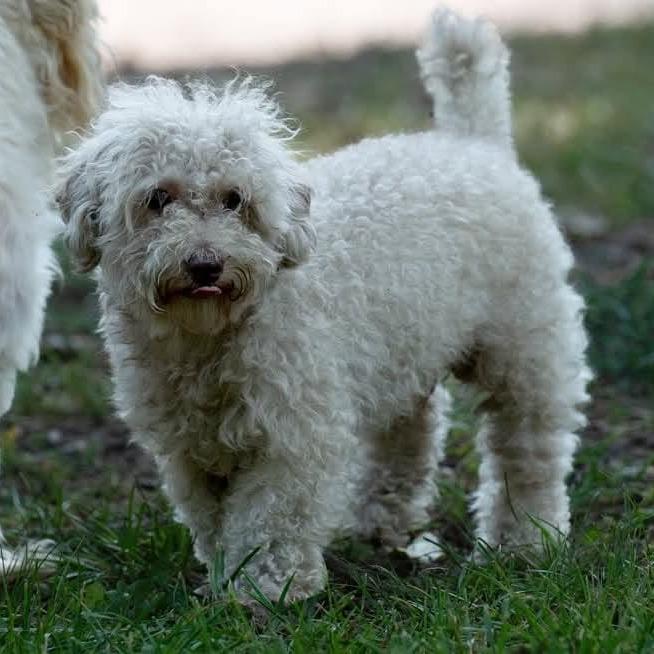 Enlarge Jonah 22792, a Adoptable mixed breed in Minneapolis, MN image 4/6