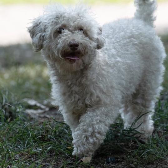 Enlarge Jonah 22792, a Adoptable mixed breed in Minneapolis, MN image 6/6