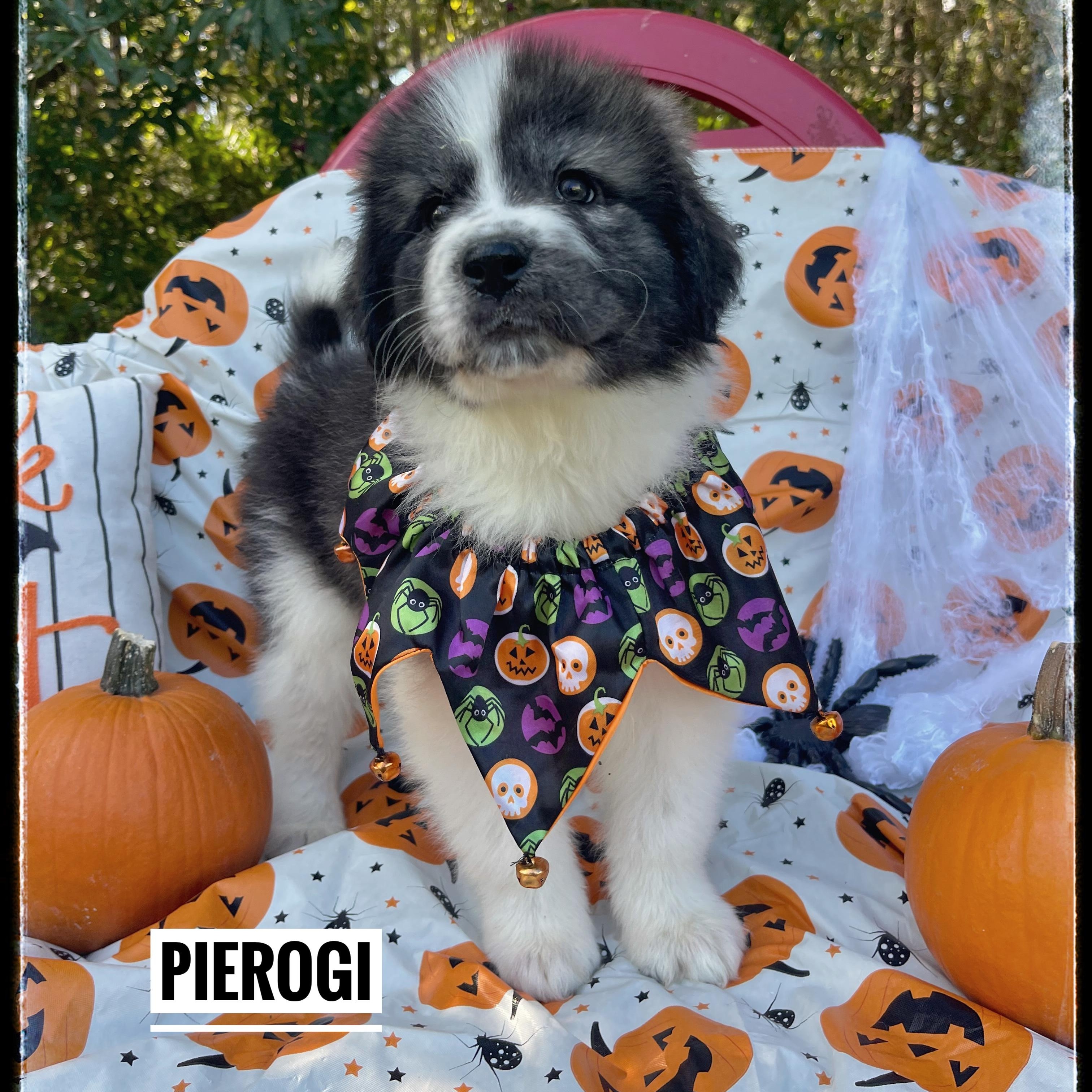 Pierogi