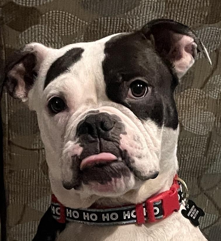 Enlarge Tallulah , a ADOPTABLE Bulldog in China Township, MI image 3/6