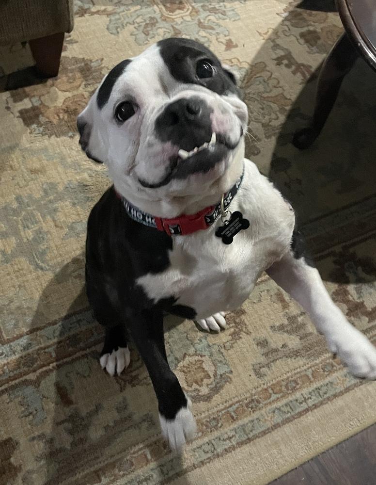 Enlarge Tallulah , a ADOPTABLE Bulldog in China Township, MI image 1/6