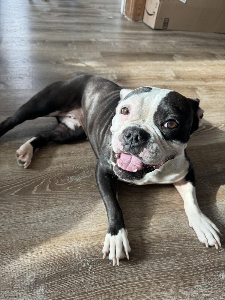 Enlarge Tallulah , a ADOPTABLE Bulldog in China Township, MI image 5/6