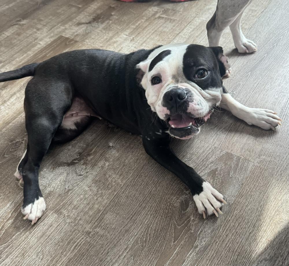 Enlarge Tallulah , a ADOPTABLE Bulldog in China Township, MI image 2/6