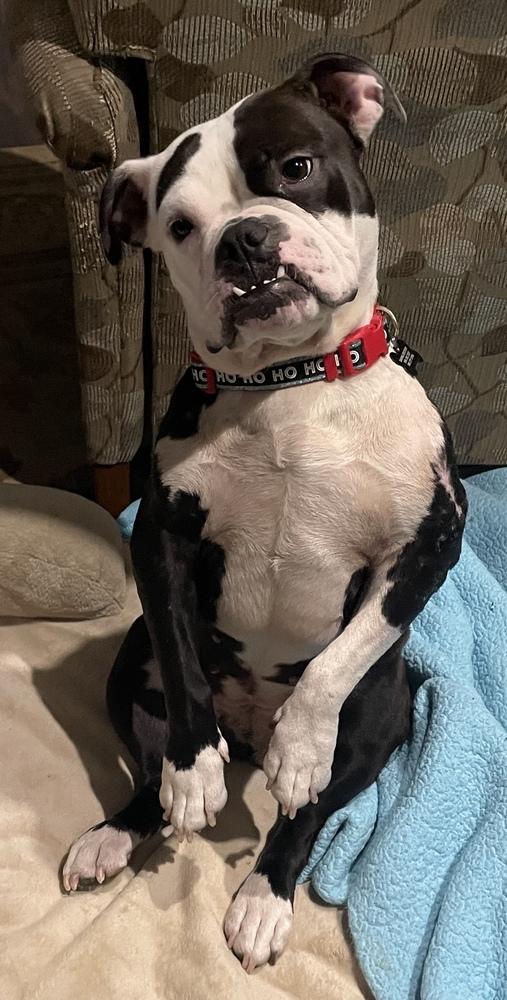 Enlarge Tallulah , a ADOPTABLE Bulldog in China Township, MI image 4/6