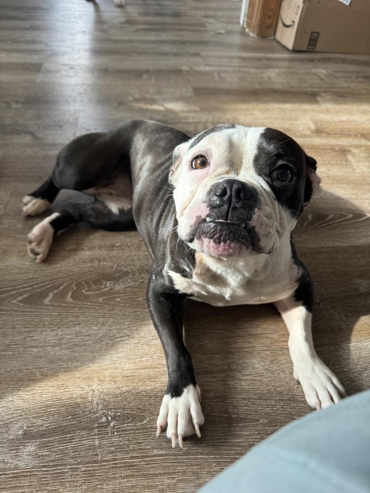 Enlarge Tallulah , a ADOPTABLE Bulldog in China Township, MI image 6/6