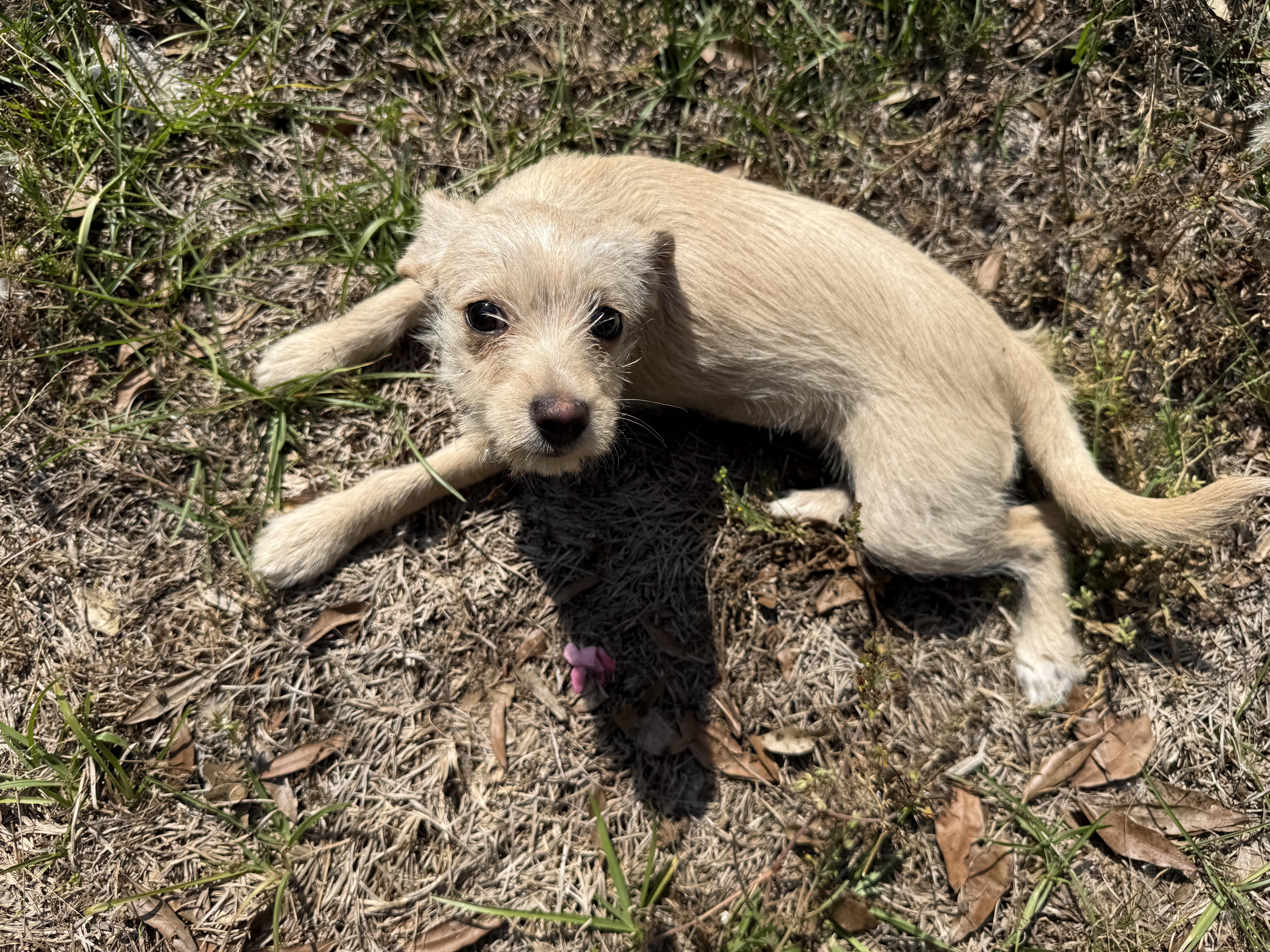 Cassady (8 lbs), an adopted mixed breed in Newburgh, NY image 4/6