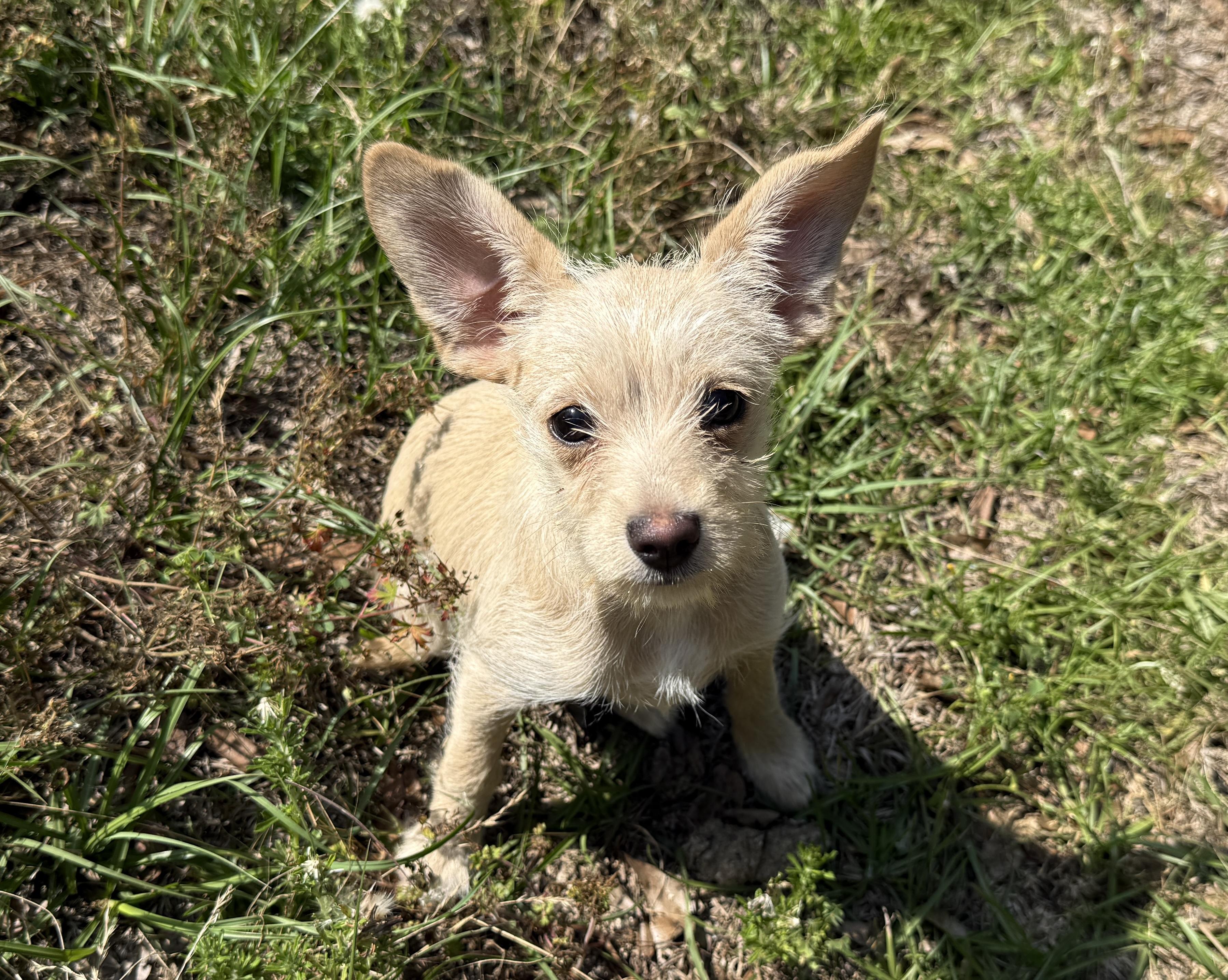 Cassady (8 lbs), adopted, Puppy Female Chihuahua & Mixed Breed.