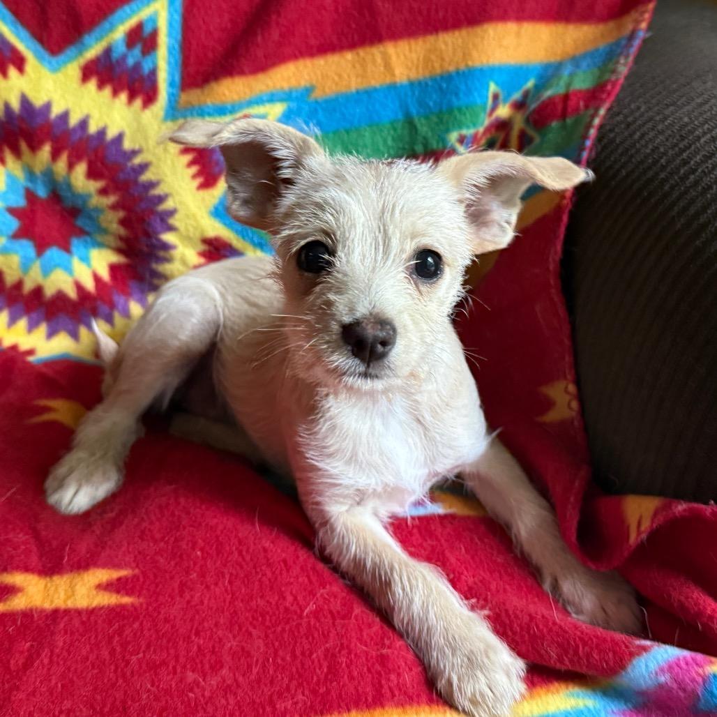 Cassady (8 lbs), an adopted mixed breed in Newburgh, NY image 5/6