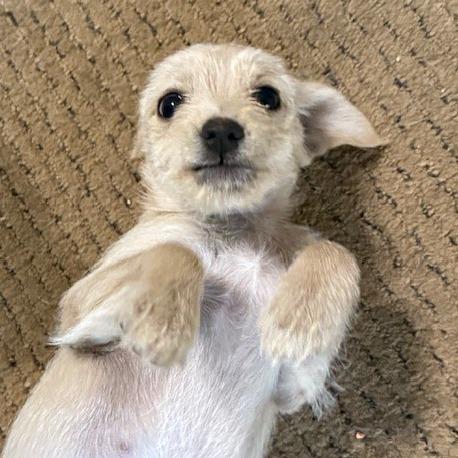 Cassady (8 lbs), an adopted mixed breed in Newburgh, NY image 3/6