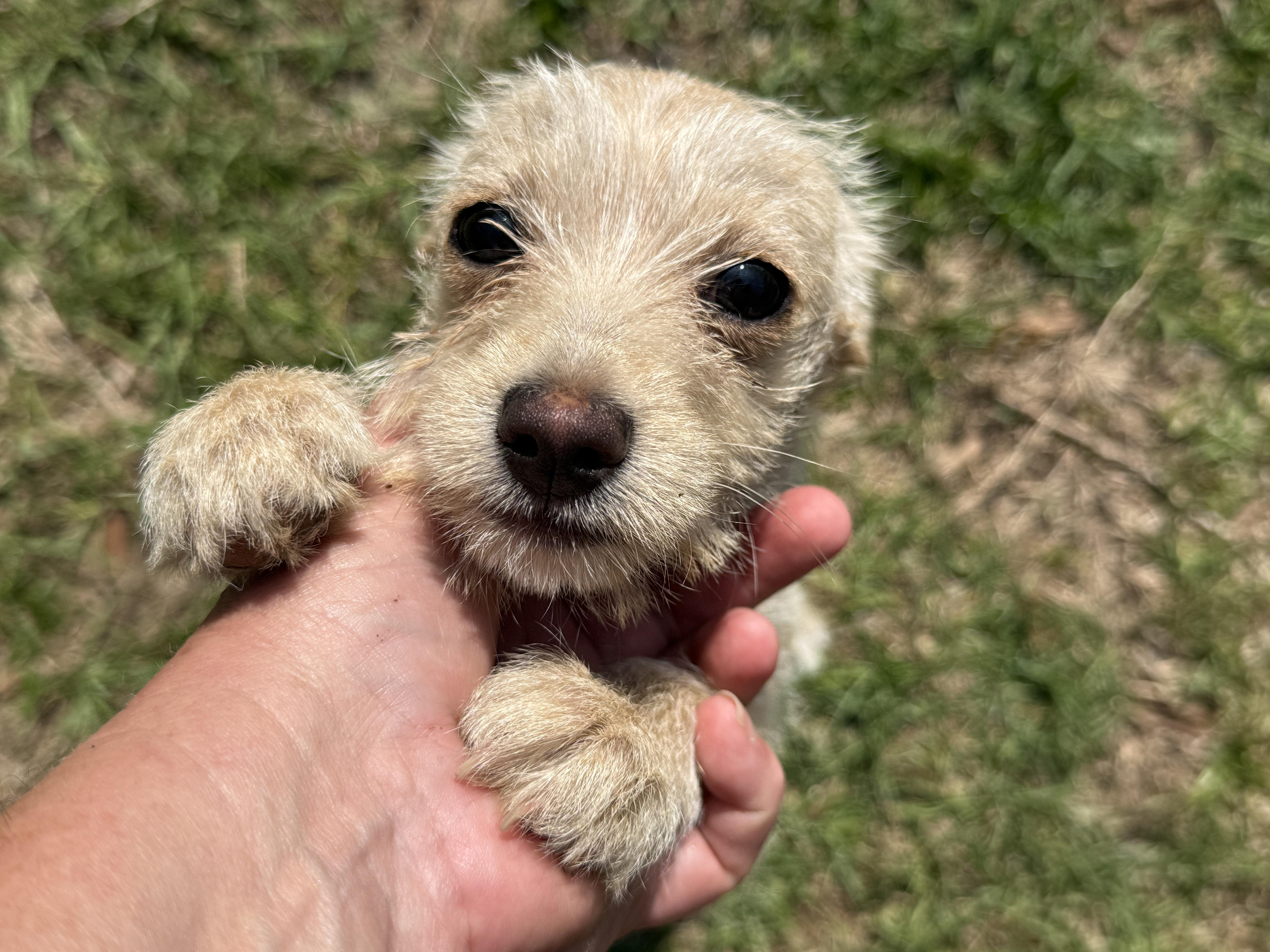 Cassady (8 lbs), an adopted mixed breed in Newburgh, NY image 2/6