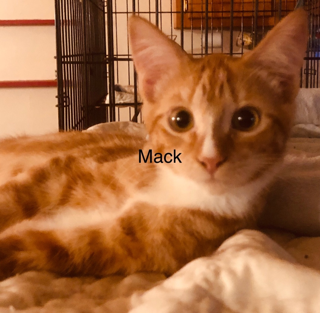 Mack