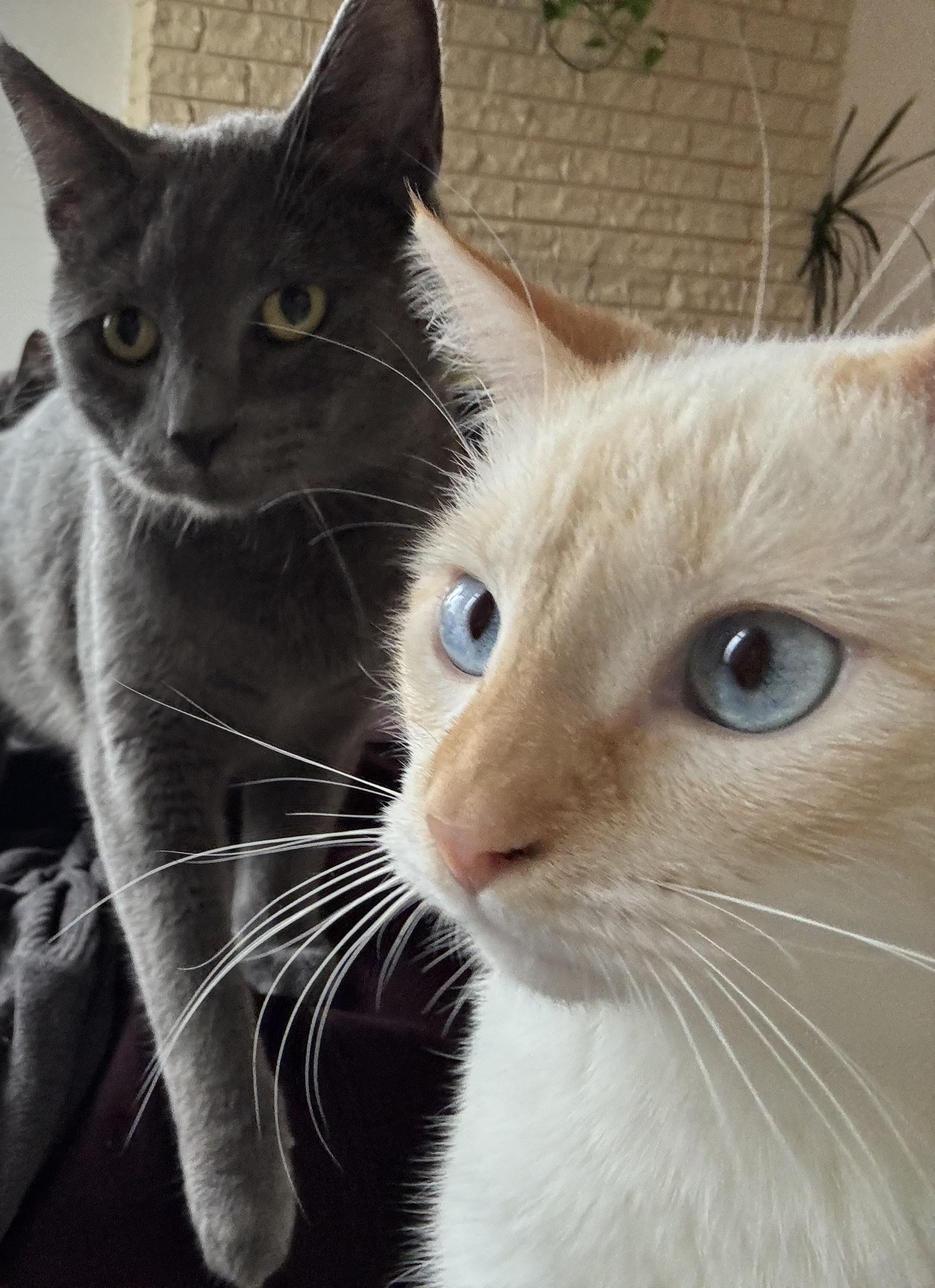 Ghost and Hatch, ADOPTABLE, Kitten Male Domestic Short Hair.