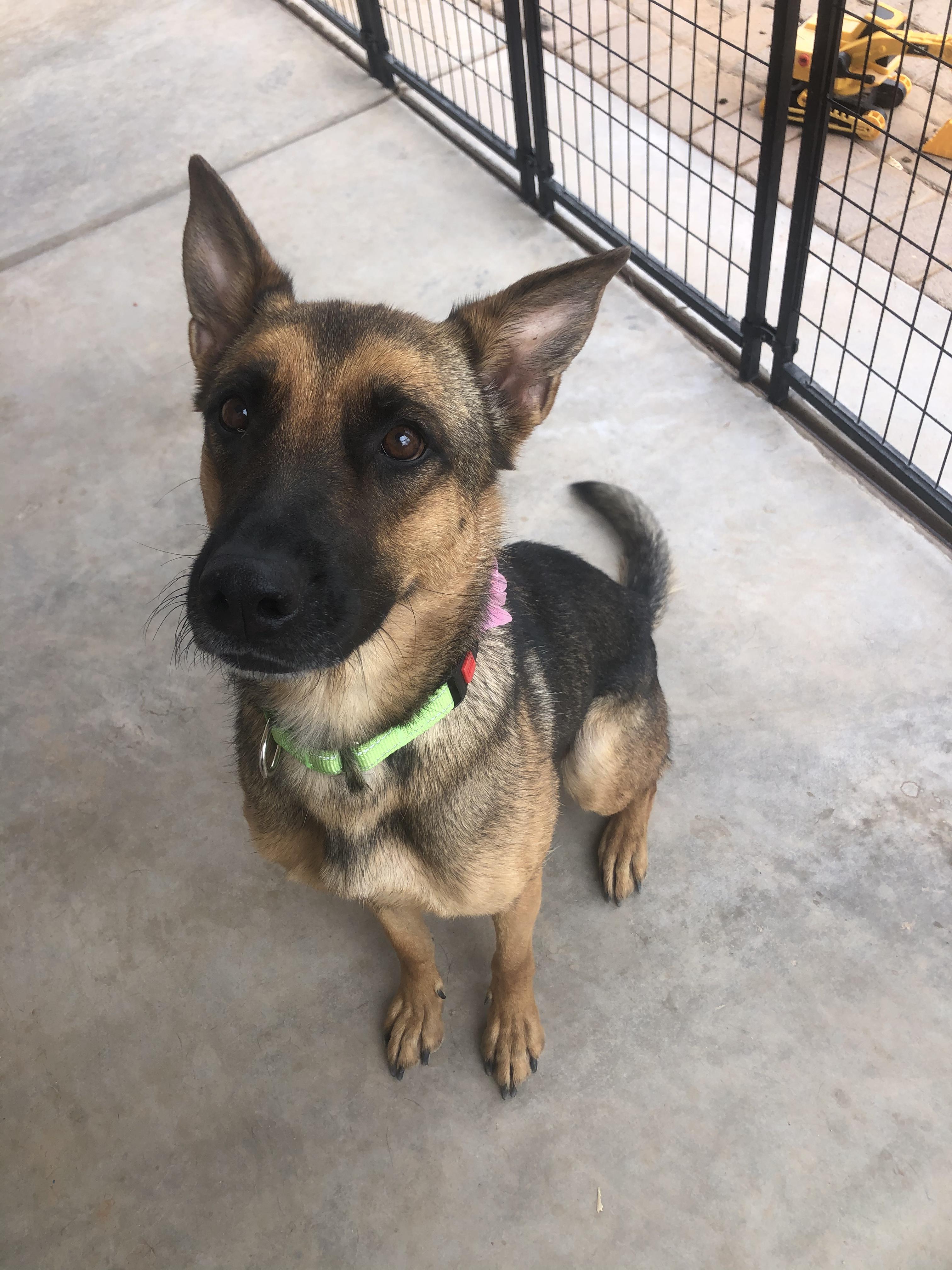 Hazel, a Adoptable Belgian Shepherd / Malinois image 1/3