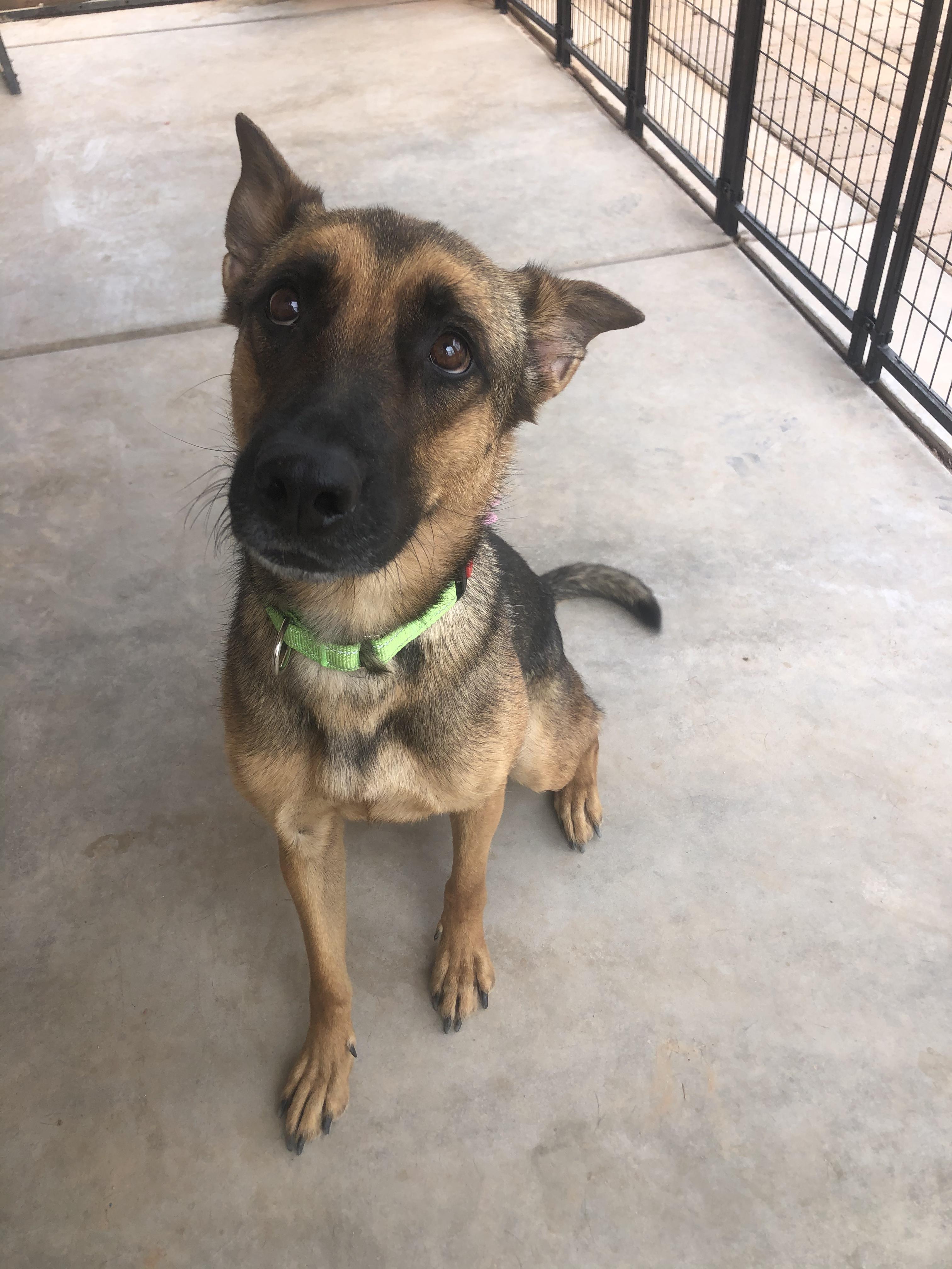 Hazel, a Adoptable Belgian Shepherd / Malinois image 2/3