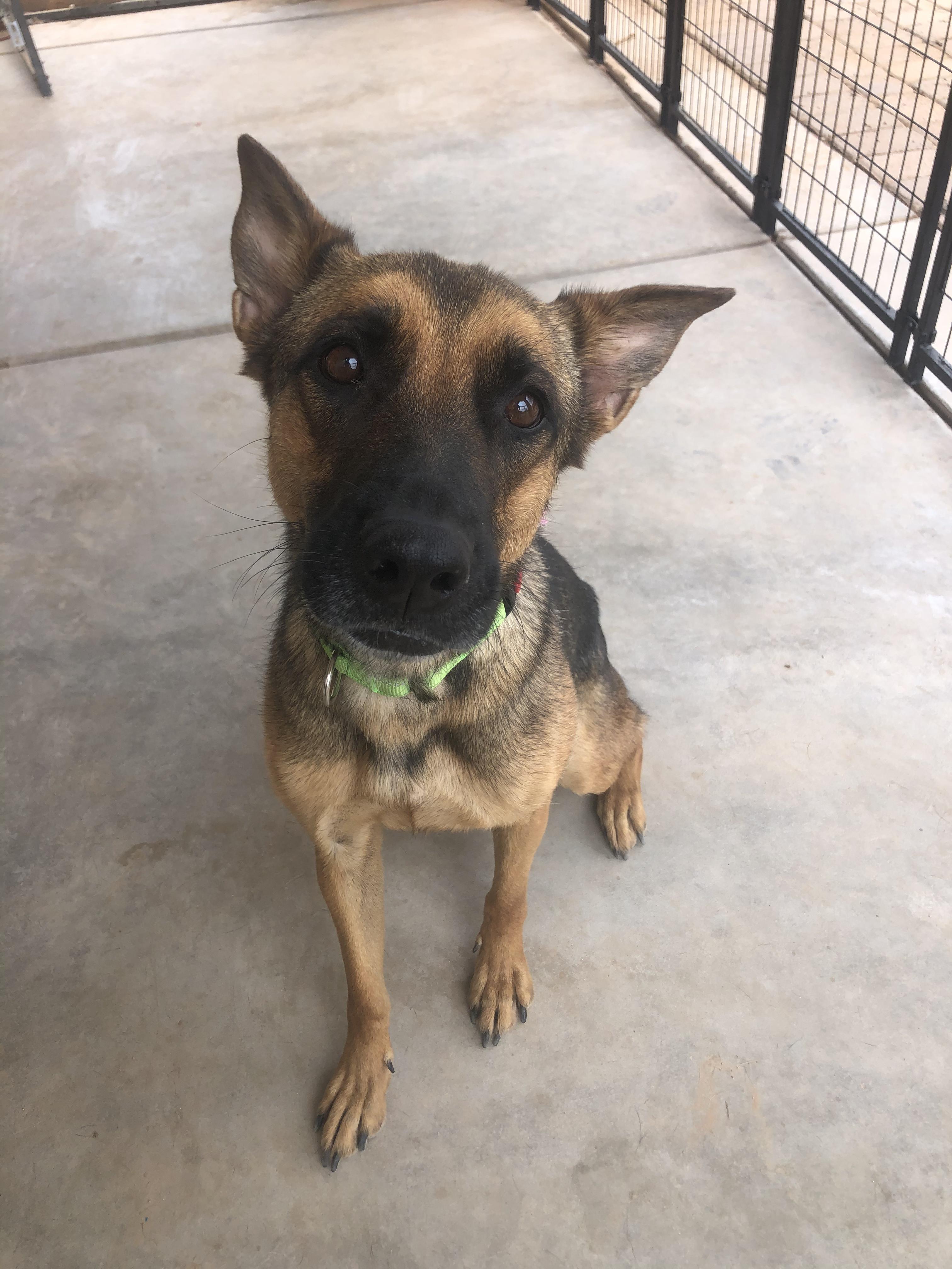 Hazel, a Adoptable Belgian Shepherd / Malinois image 3/3