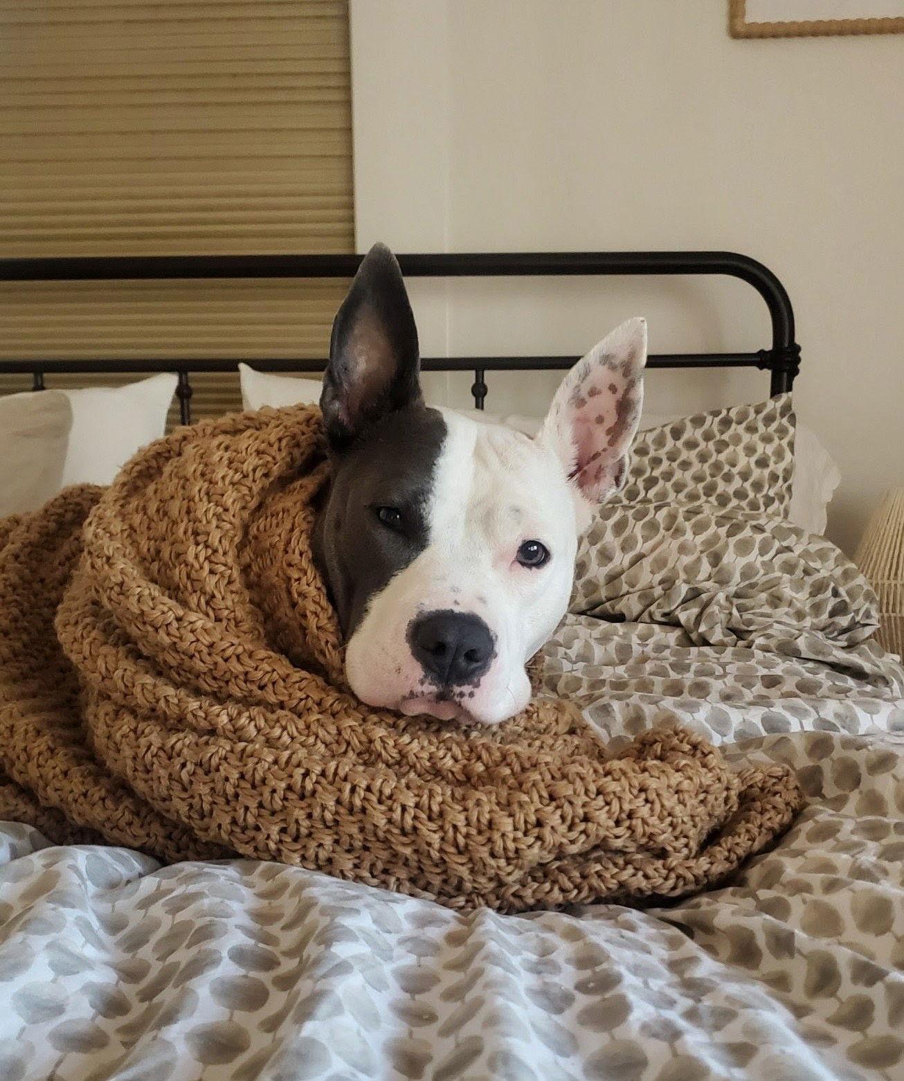 Pinky, Adoptable, Adult Female Pit Bull Terrier & Bull Terrier.