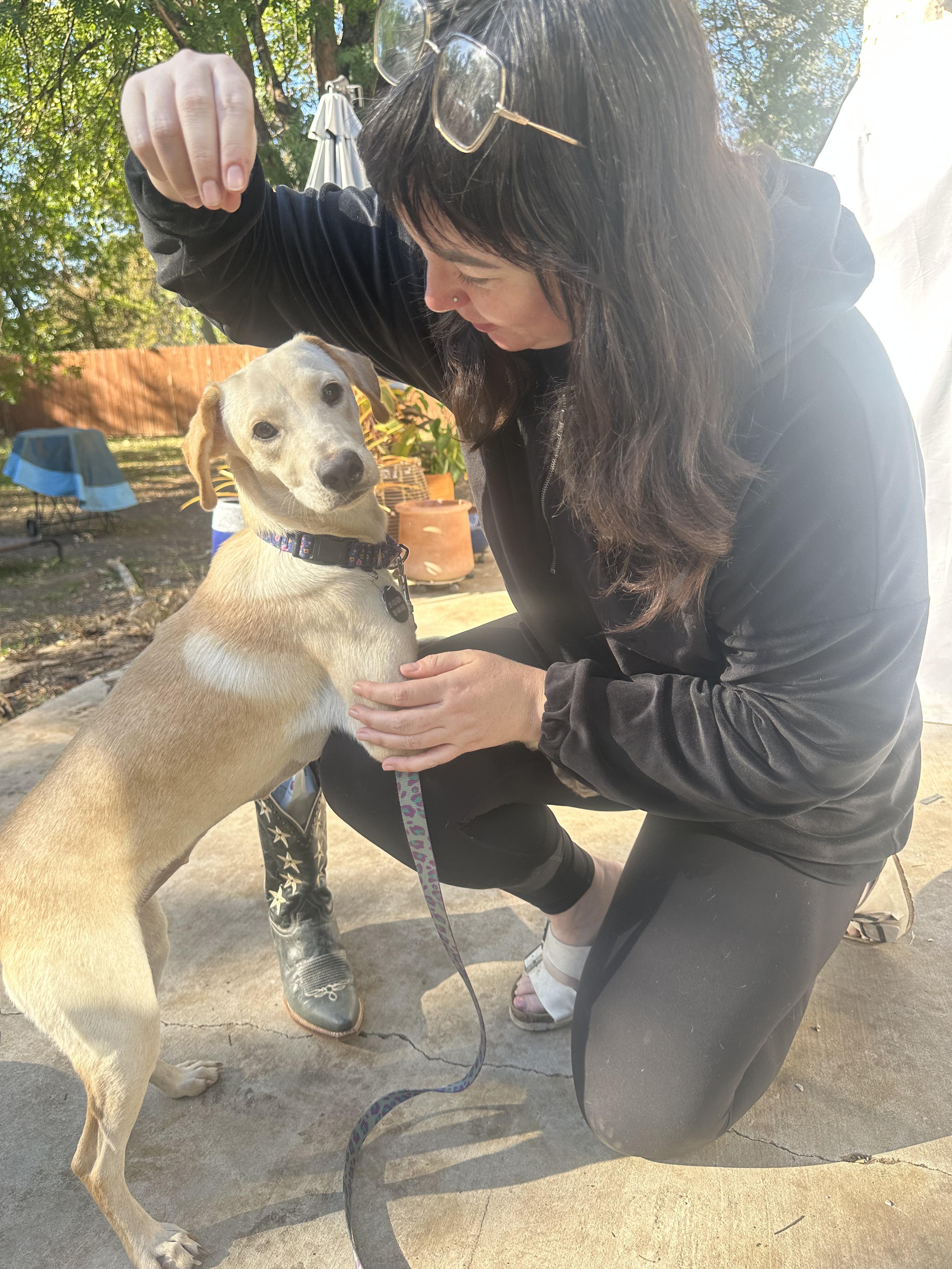 Enlarge Josie, an adopted mixed breed in Austin, TX image 4/5