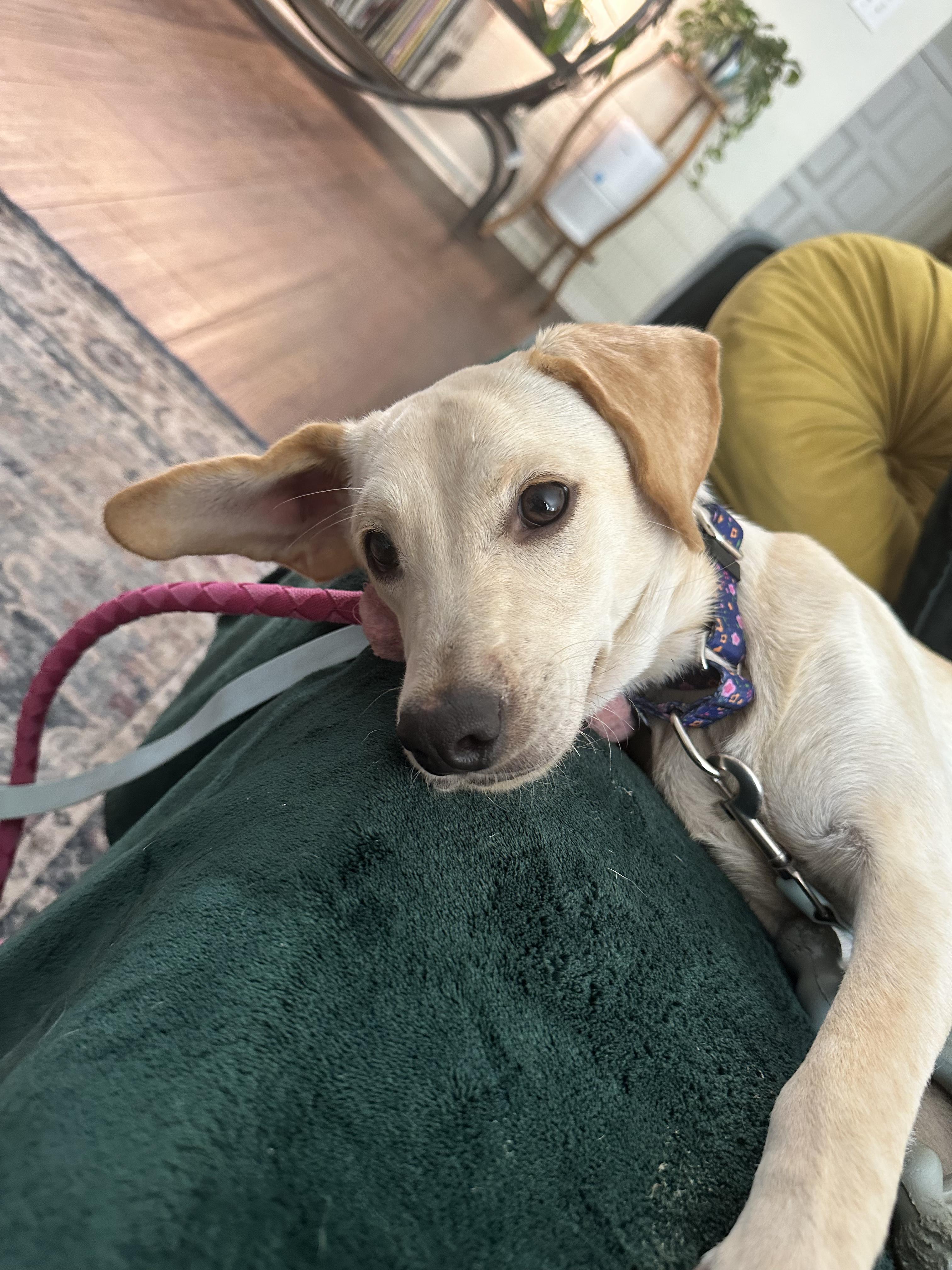 Enlarge Josie, an adopted mixed breed in Austin, TX image 3/5