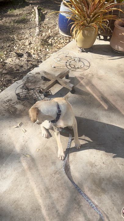 Enlarge Josie, an adopted mixed breed in Austin, TX video 5/5