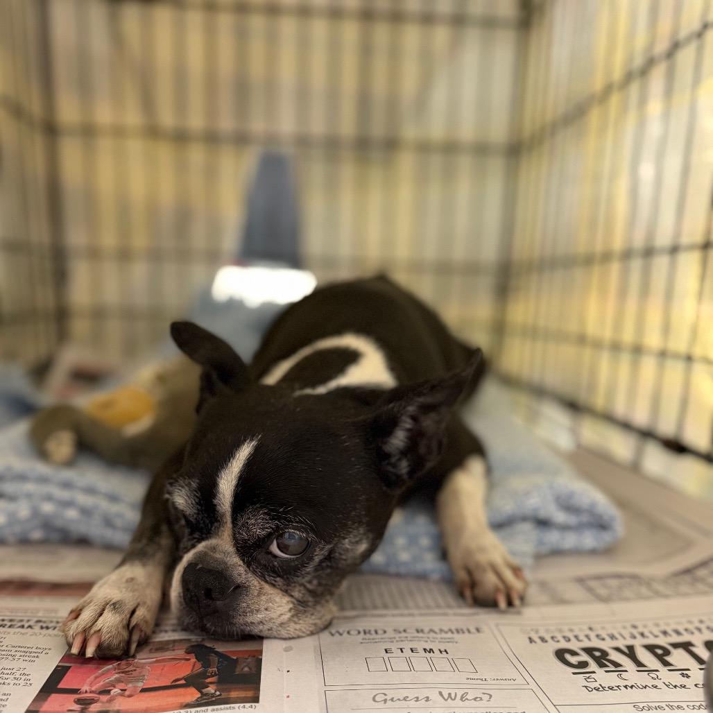 Enlarge Spunky, a Adoptable Boston Terrier in Newport, NC image 1/3