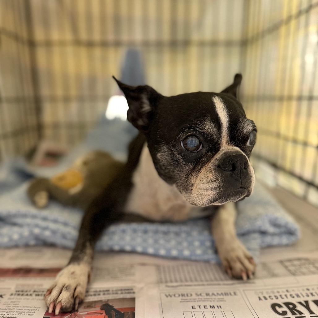 Enlarge Spunky, a Adoptable Boston Terrier in Newport, NC image 2/3