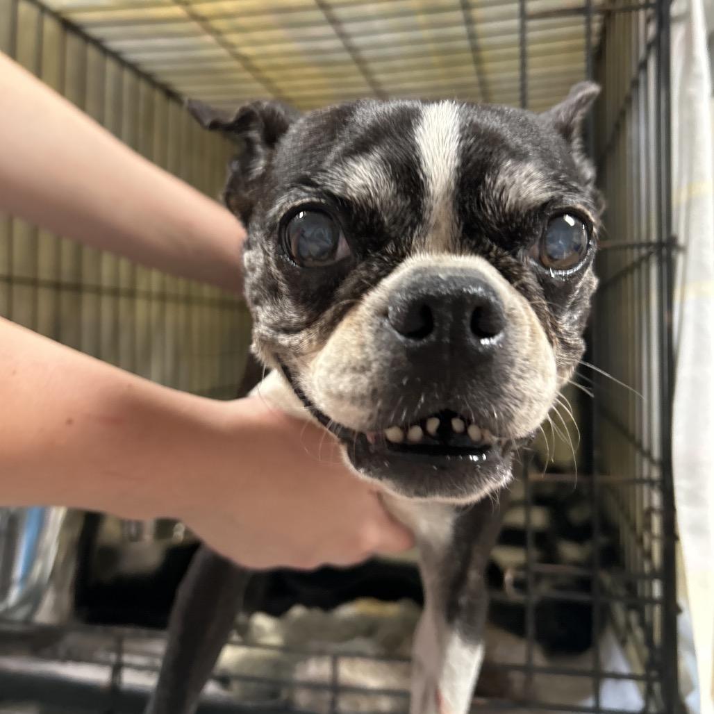 Enlarge Spunky, a Adoptable Boston Terrier in Newport, NC image 3/3