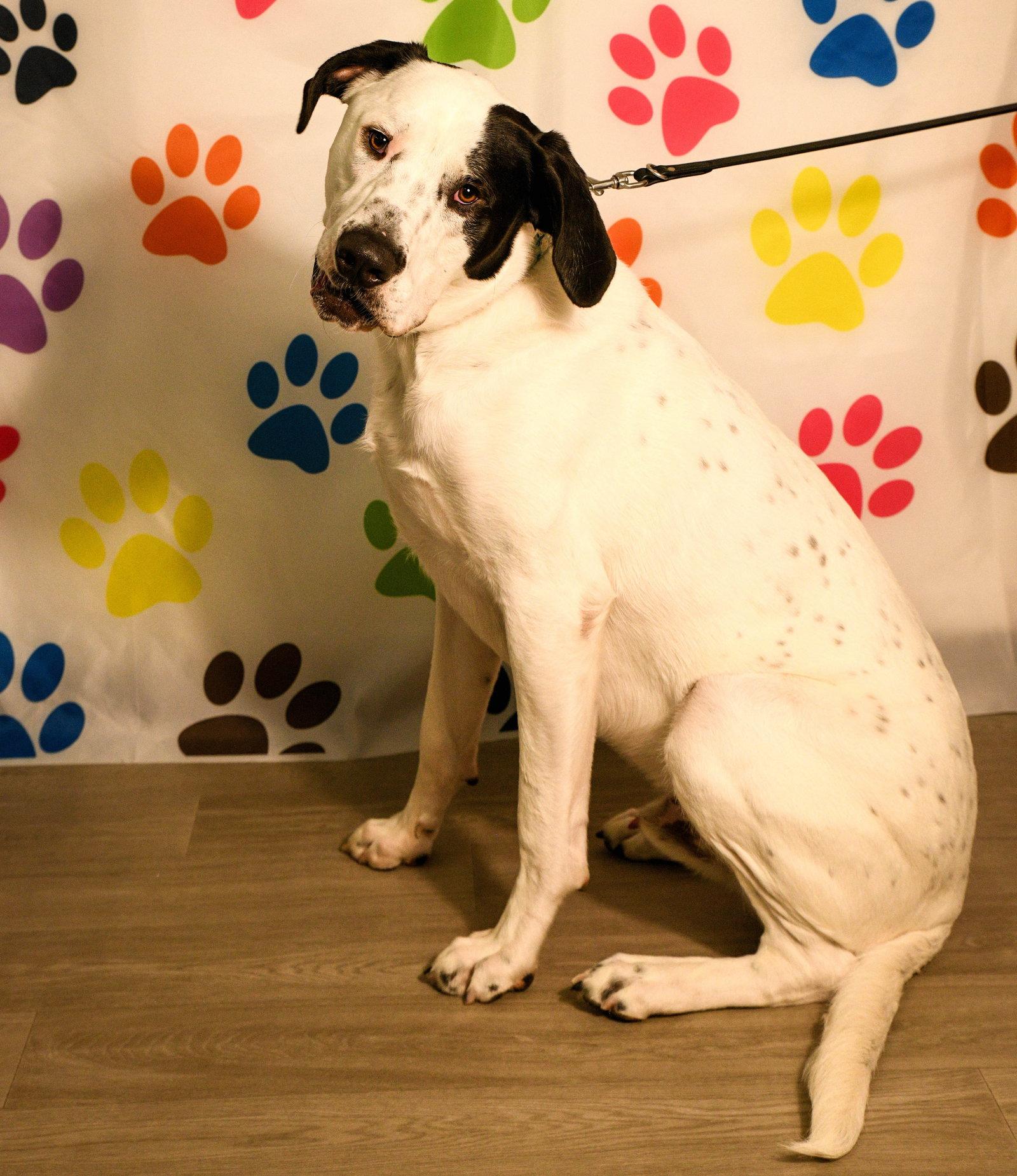 Finn, Adoptable, Adult Male Pit Bull Terrier.