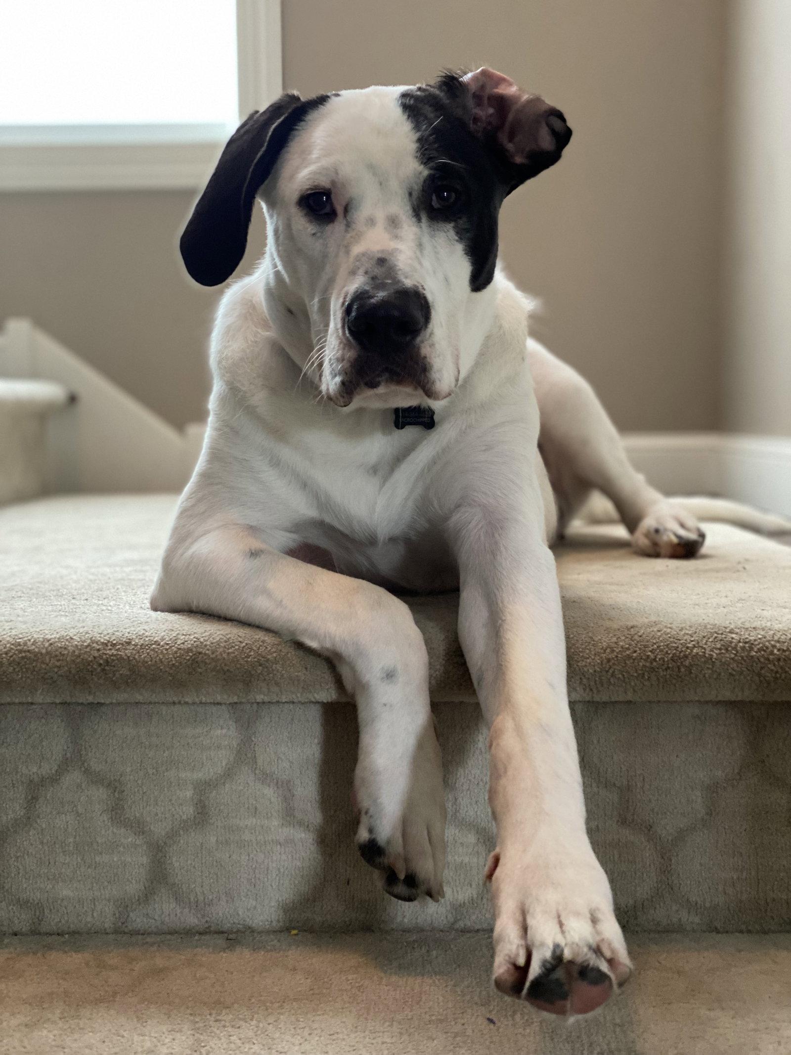 Finn, a Adoptable Pit Bull Terrier in Brooklyn Center, MN image 2/3