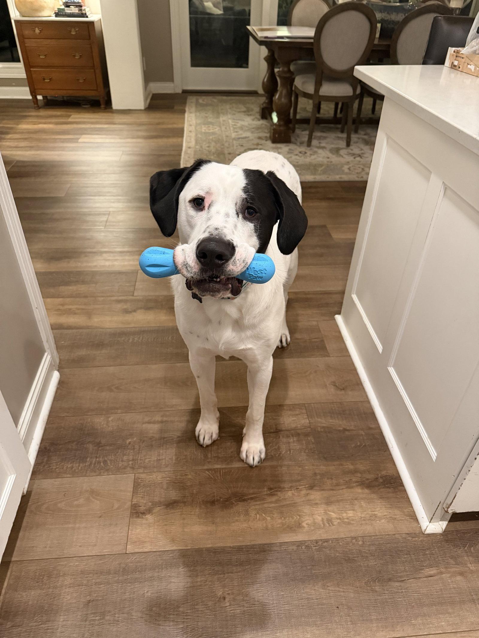 Finn, a Adoptable Pit Bull Terrier in Brooklyn Center, MN image 3/3