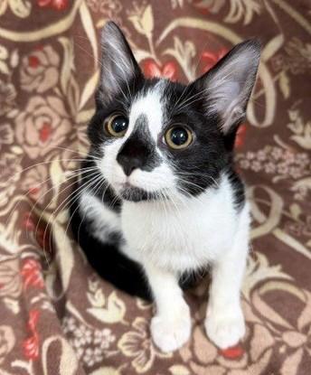 Ella, Adoptable, Kitten Female Domestic Short Hair.