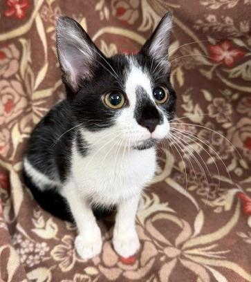 Enlarge Ella, a Adoptable mixed breed in Lake Monroe, FL image 3/4