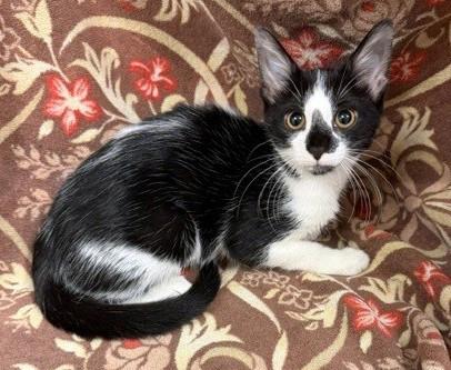 Enlarge Ella, a Adoptable mixed breed in Lake Monroe, FL image 4/4