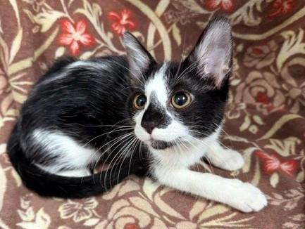 Enlarge Ella, a Adoptable mixed breed in Lake Monroe, FL image 2/4