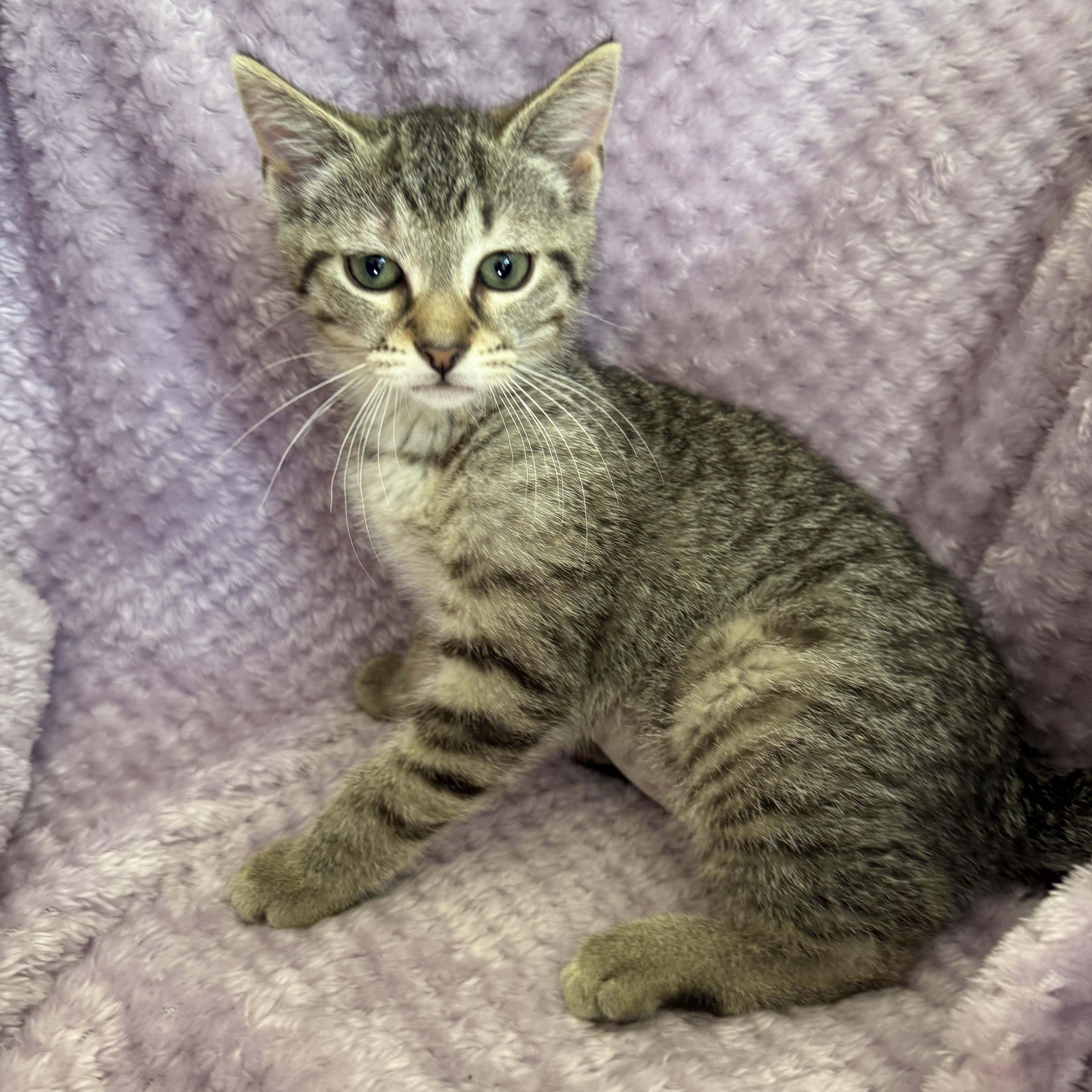 Enlarge Diana, a Adoptable Domestic Short Hair in New Port Richey, FL image 1/1