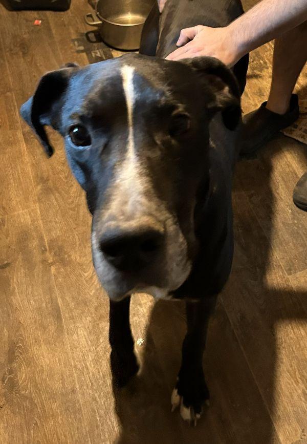 Enlarge Lulu - Bonded Pair with Duke, a ADOPTABLE Great Dane in Reading, PA image 1/1